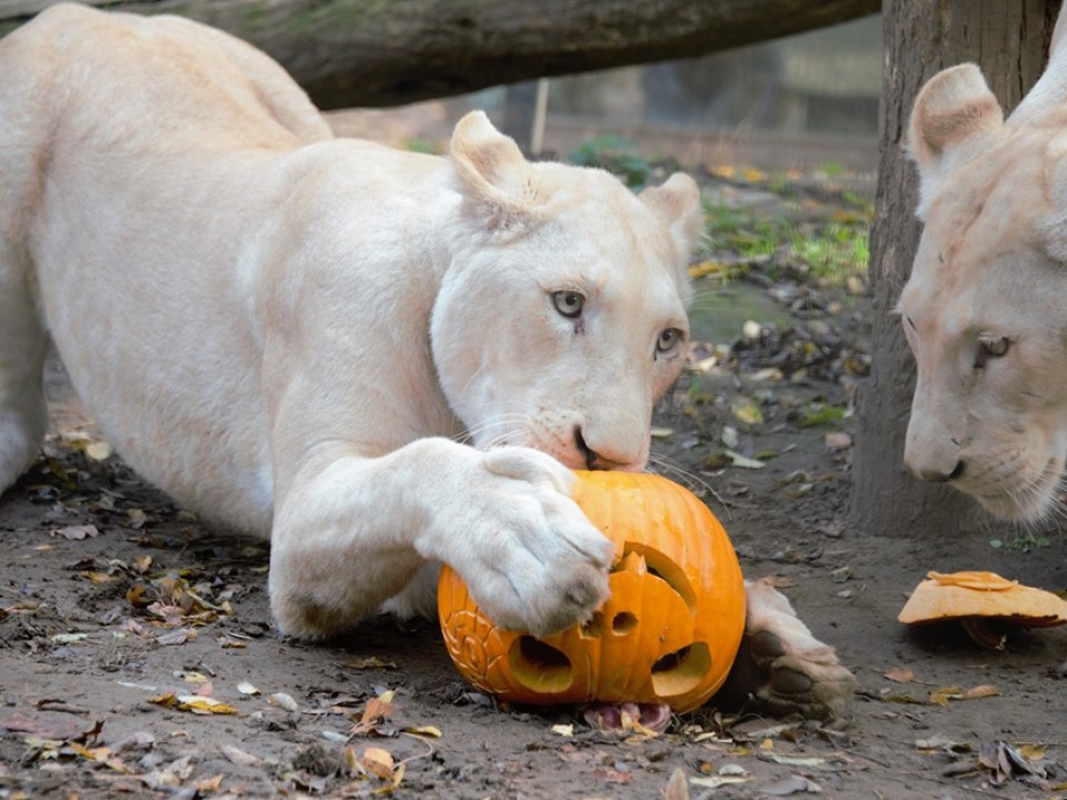 Már a Nyíregyházi Állatpark lakói is készülnek a Halloweenra
