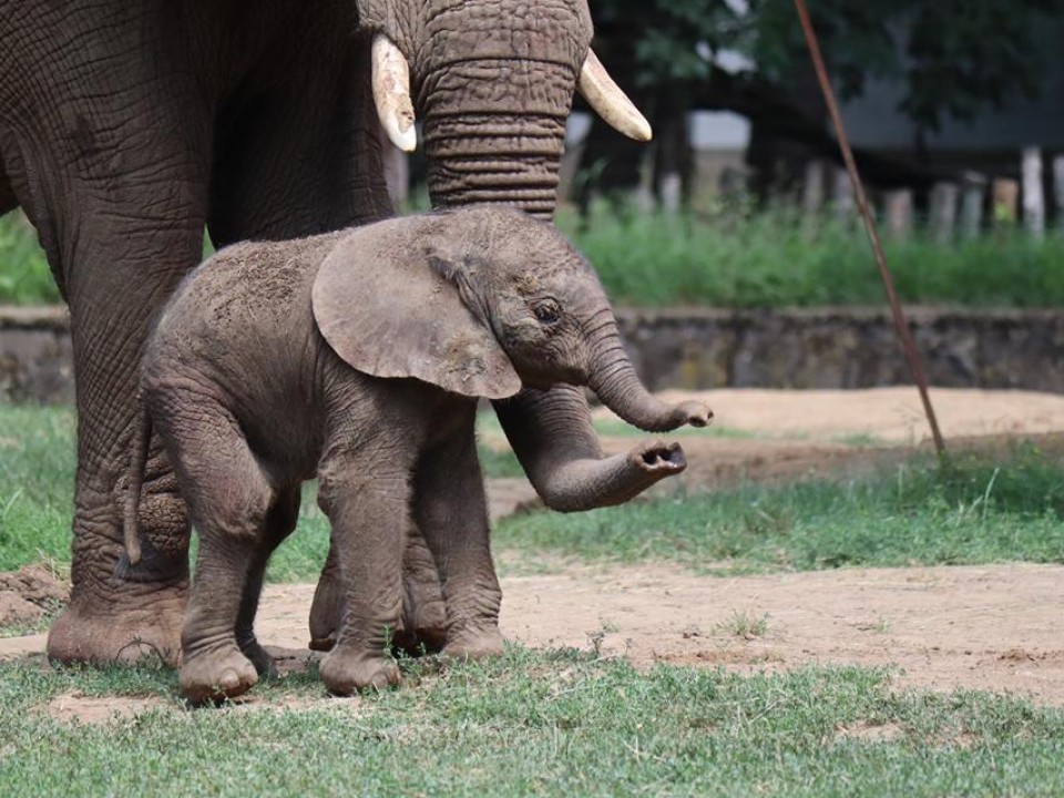 Annyira cuki az állatpark pár napos elefántja! Videó!