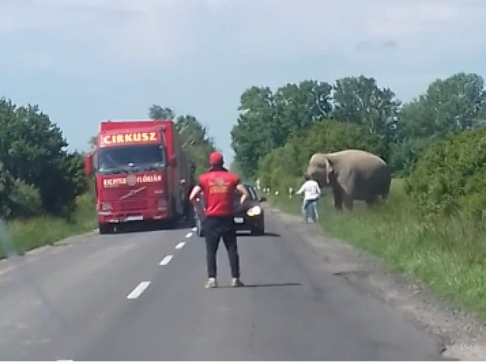 Meglepő látvány fogadta az autósokat - Elefánt legelészett az út mentén