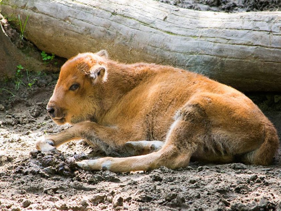 Újabb baby a Nyíregyházi Állatparkban