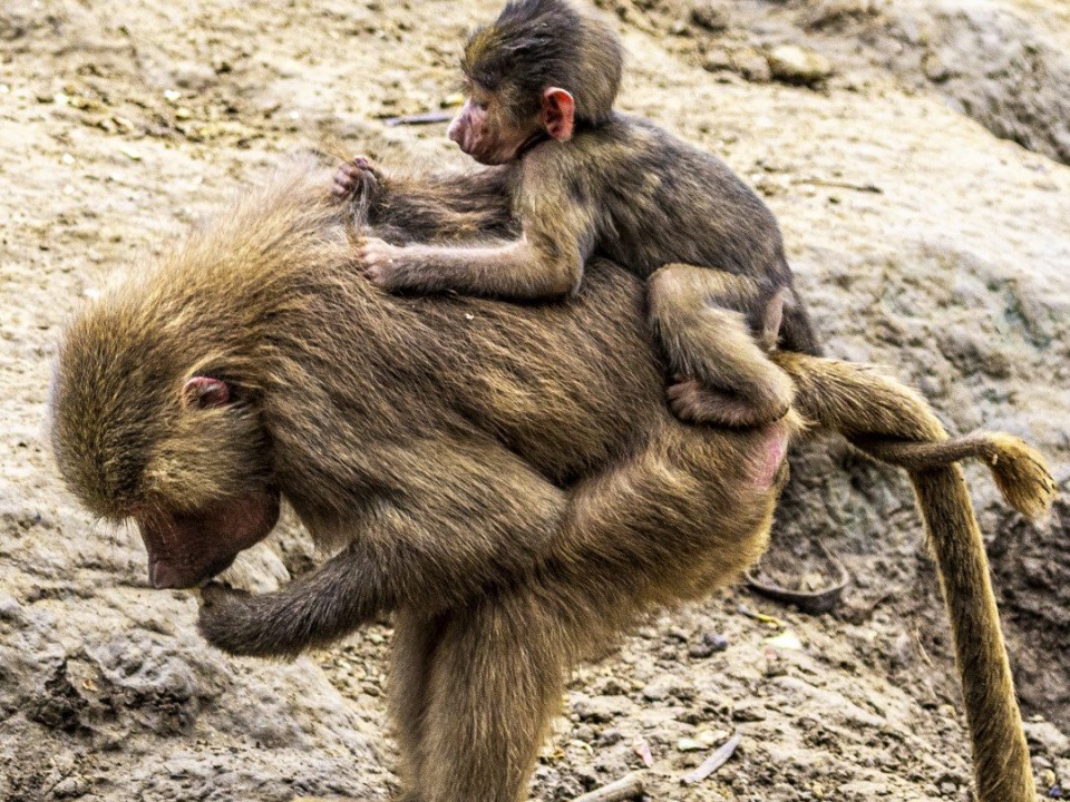 Őszi séta az Nyíregyházi Állatparkban - Ha igazán aranyos képeket nézegetne...