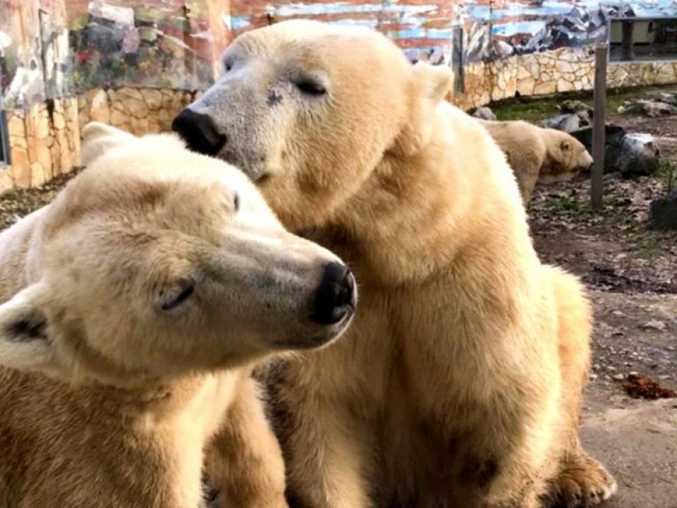 Nagy a szerelem jegesmedvéknél a Nyíregyházi Állatparkban
