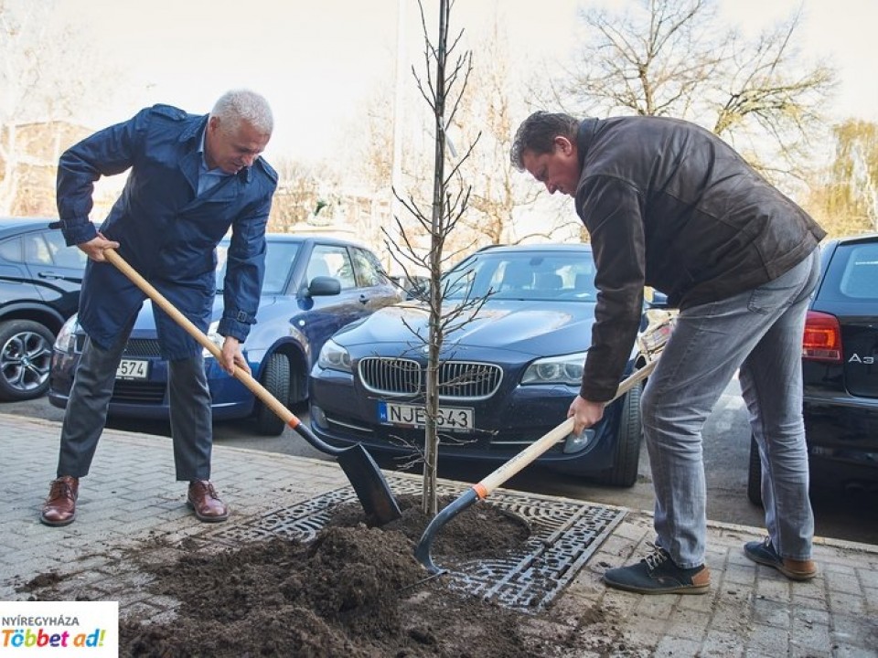 Folytatódó polgármesteri fásítási akció, ezúttal a Hősök terét díszíti új fasor