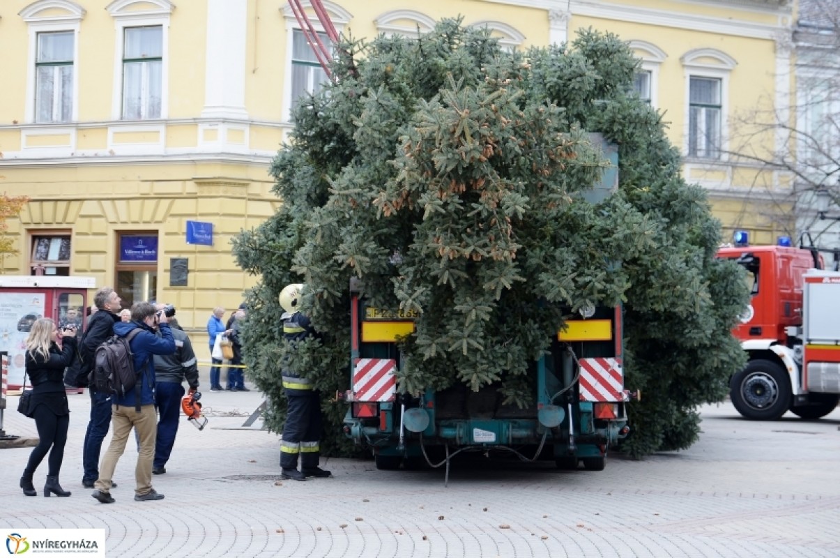 MEGÉRKEZETT NYÍREGYHÁZA KARÁCSONYFÁJA