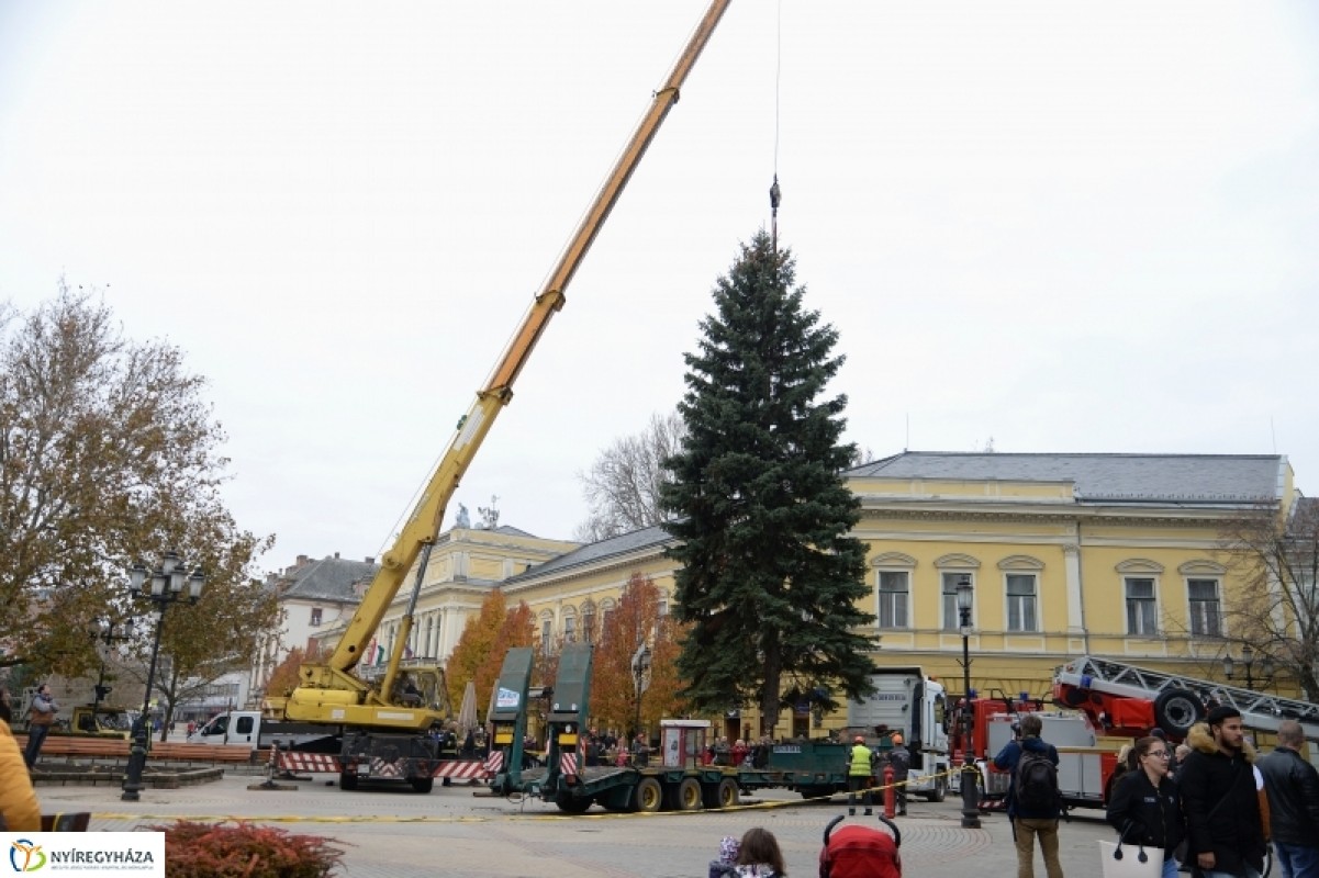 MEGÉRKEZETT NYÍREGYHÁZA KARÁCSONYFÁJA