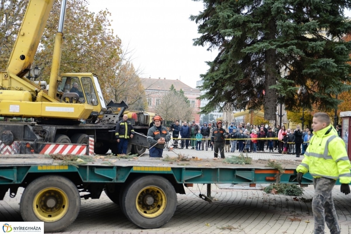 MEGÉRKEZETT NYÍREGYHÁZA KARÁCSONYFÁJA