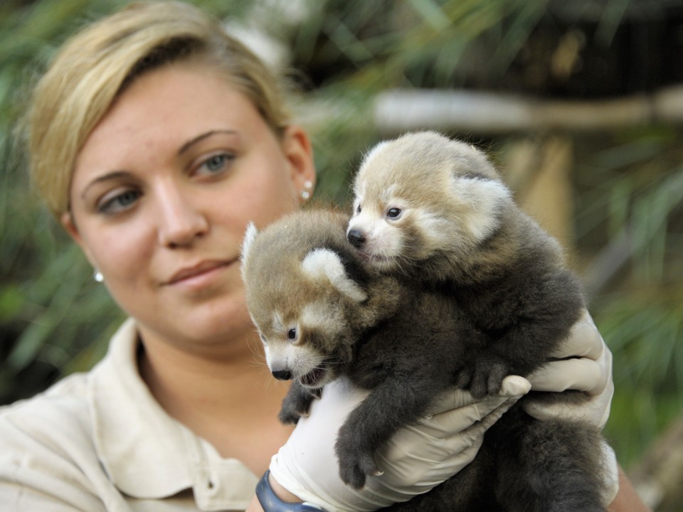 KIS PANDA IKREK SZÜLETTEK NYÍREGYHÁZÁN!