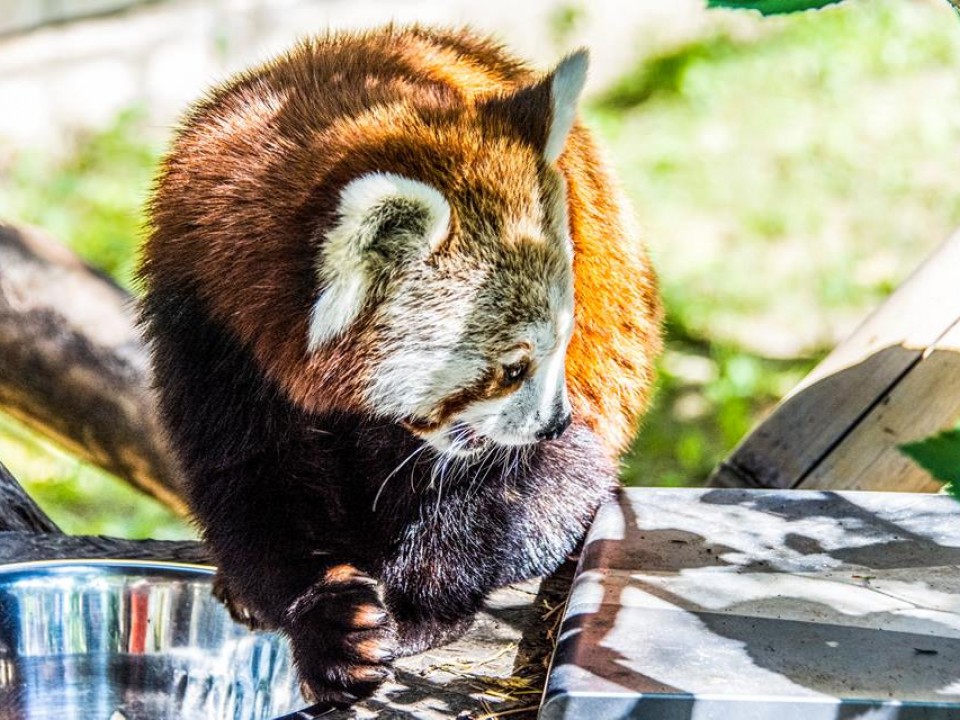 A VÖRÖS PANDÁK MÉG MINDIG CUKIK