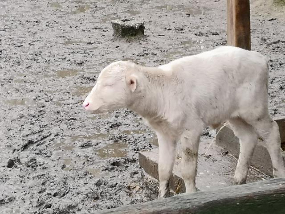 Megszületett az állatpark első bébije