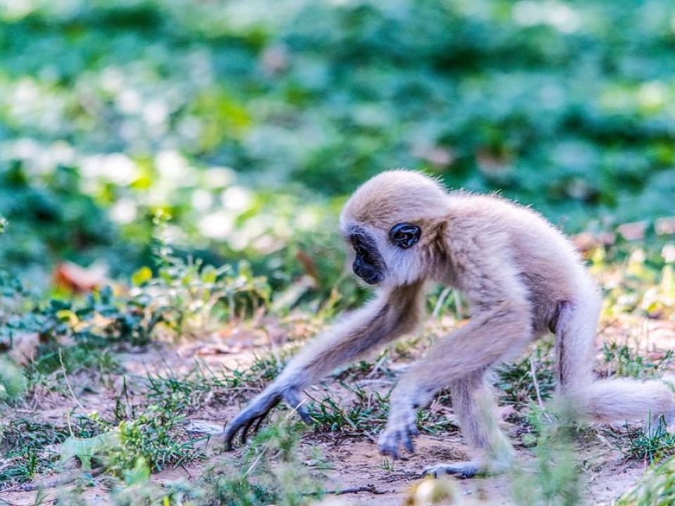 LASSAN FELCSEPEREDIK A KIS FEHÉRKEZŰ GIBBON