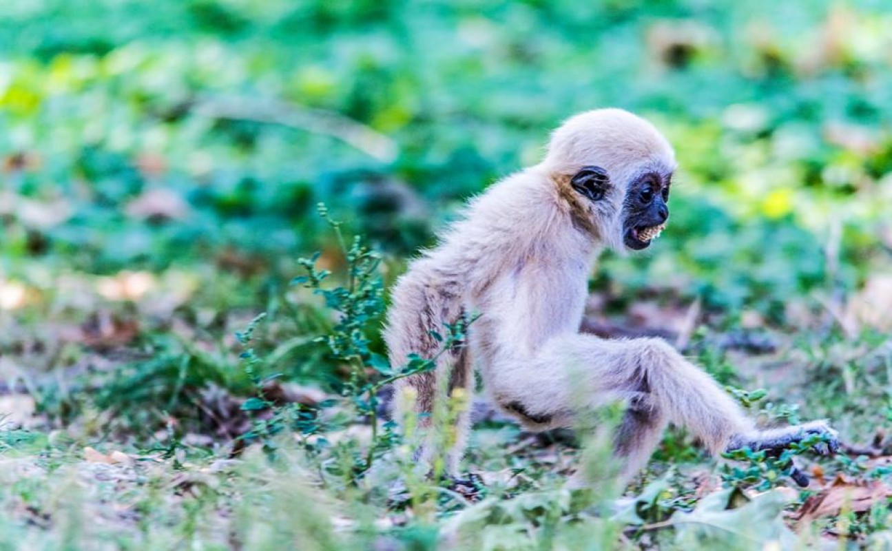 LASSAN FELCSEPEREDIK A KIS FEHÉRKEZŰ GIBBON