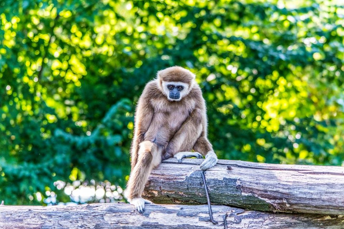 LASSAN FELCSEPEREDIK A KIS FEHÉRKEZŰ GIBBON