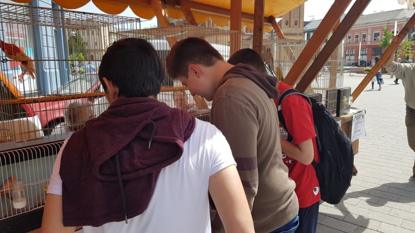 Őrületes hangulat egész nap a Helló Nyíregyháza rendezvényen - Nézd meg a fotókat!