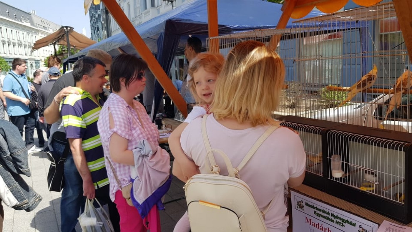 Őrületes hangulat egész nap a Helló Nyíregyháza rendezvényen - Nézd meg a fotókat!