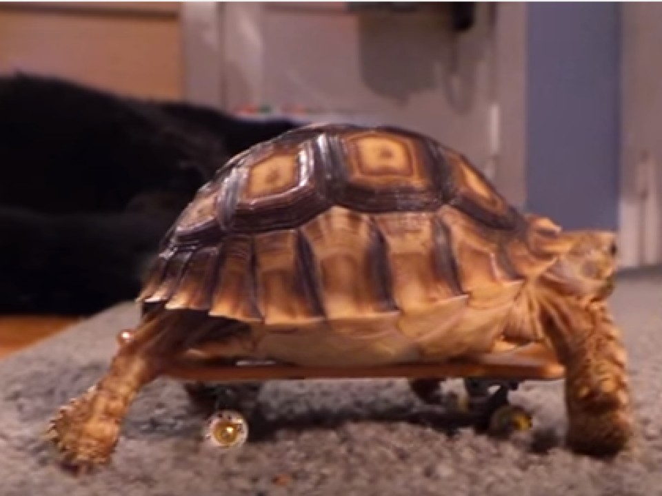 Gördeszkázó teknősbéka