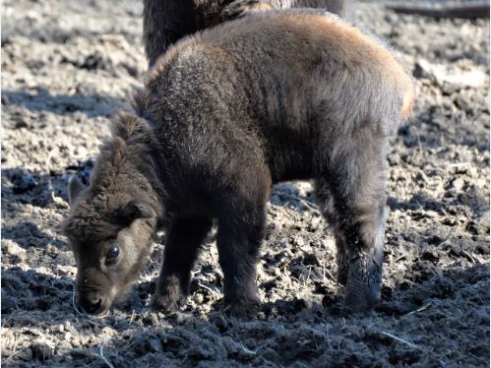 Mishmi takin születtek a Nyíregyházi Állatparkban
