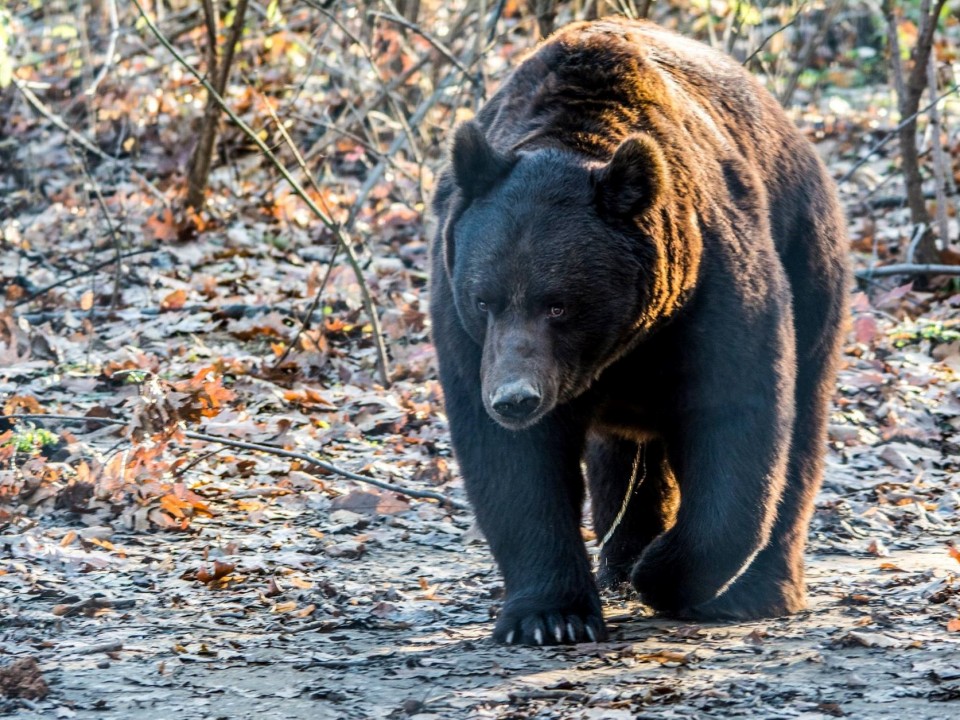 A SÓSTÓZOO BRUMMOGÓI