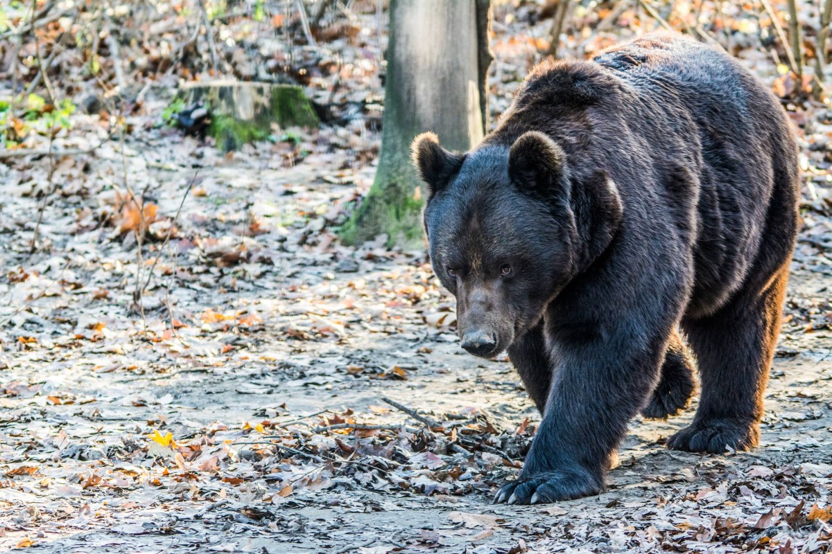 A SÓSTÓZOO BRUMMOGÓI