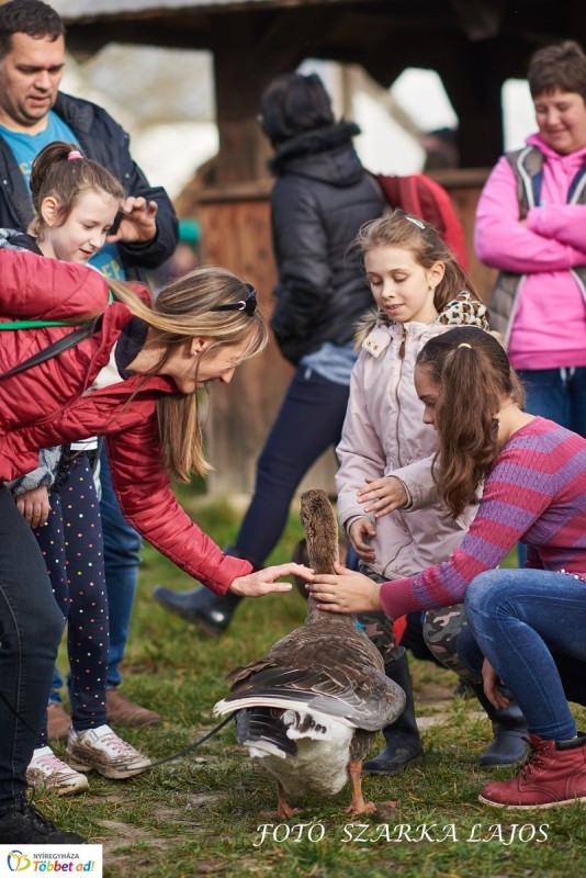 Képekben a szombati Márton-nap a Sóstói Múzeumfaluban - Liba szépségverseny is volt