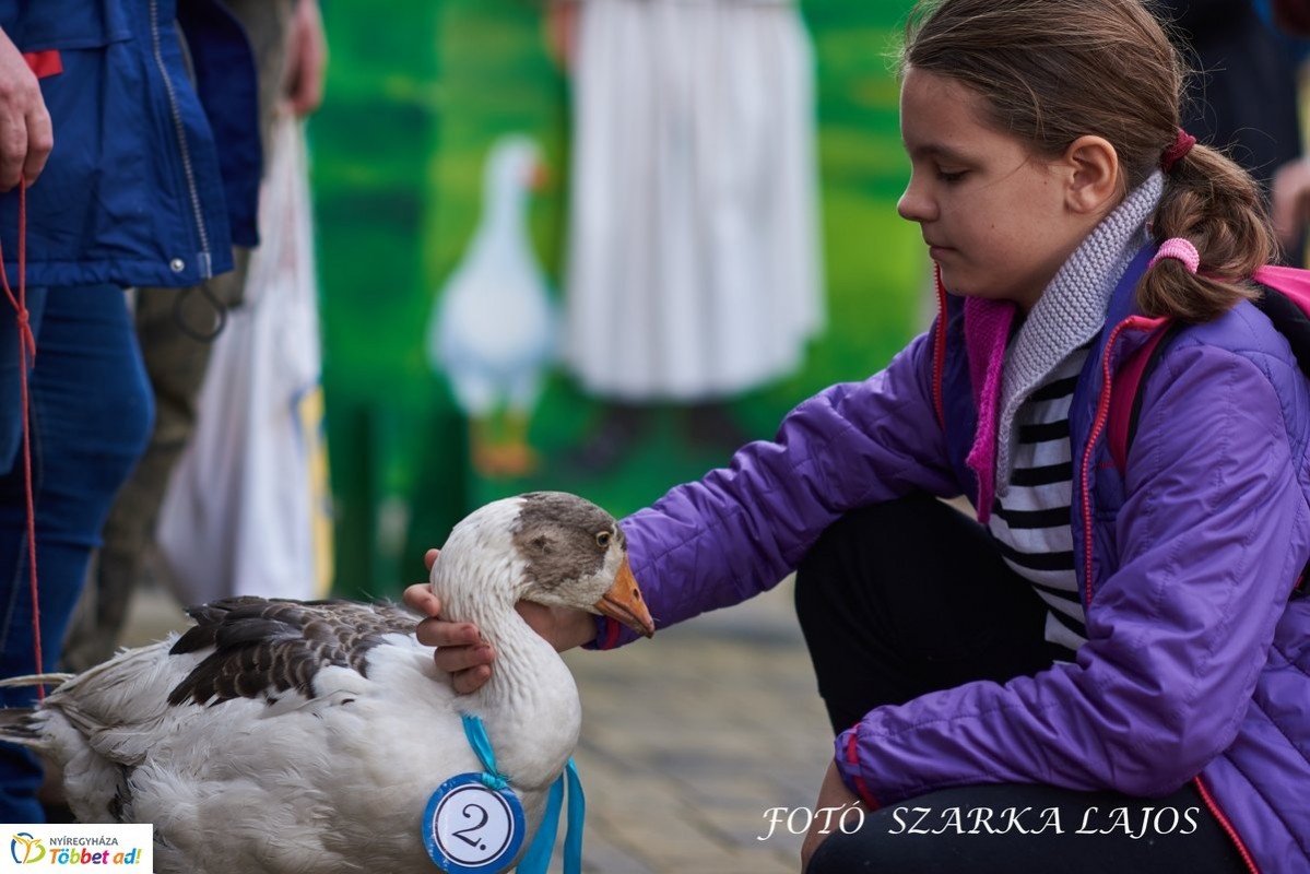Képekben a szombati Márton-nap a Sóstói Múzeumfaluban - Liba szépségverseny is volt