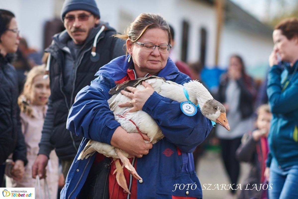 Képekben a szombati Márton-nap a Sóstói Múzeumfaluban - Liba szépségverseny is volt
