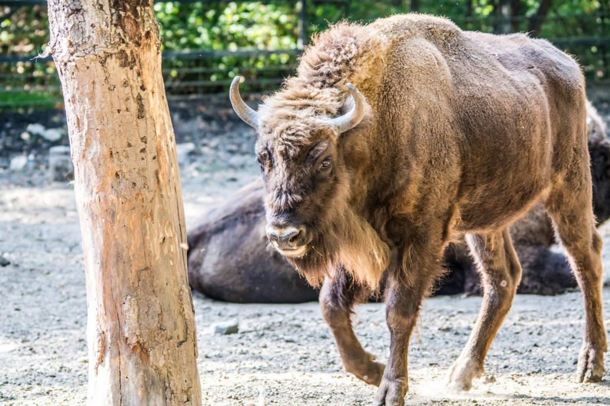KONTINENSÜNK LEGNAGYOBB SZÁRAZFÖLDI EMLŐSEI