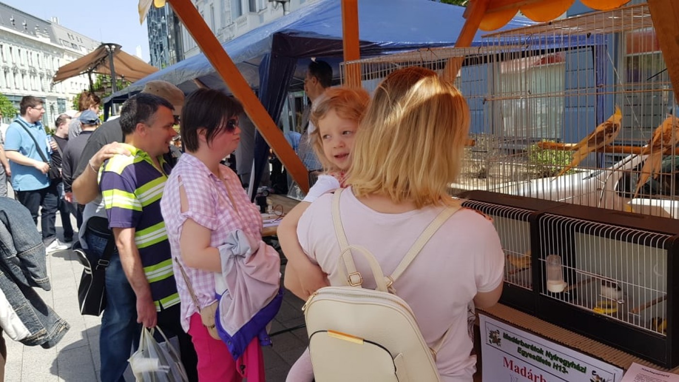 Összegyűjtöttük a Helló Nyíregyházán készült videókat!