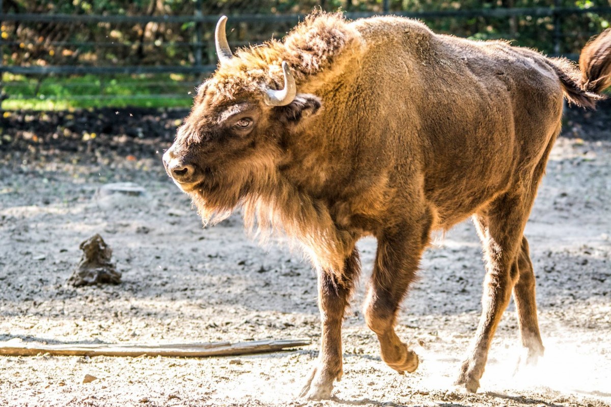 KONTINENSÜNK LEGNAGYOBB SZÁRAZFÖLDI EMLŐSEI