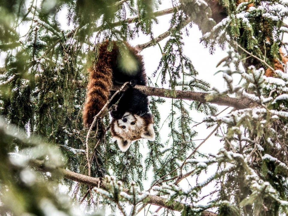 A VÖRÖS PANDÁK TÉLEN IS CUKIK