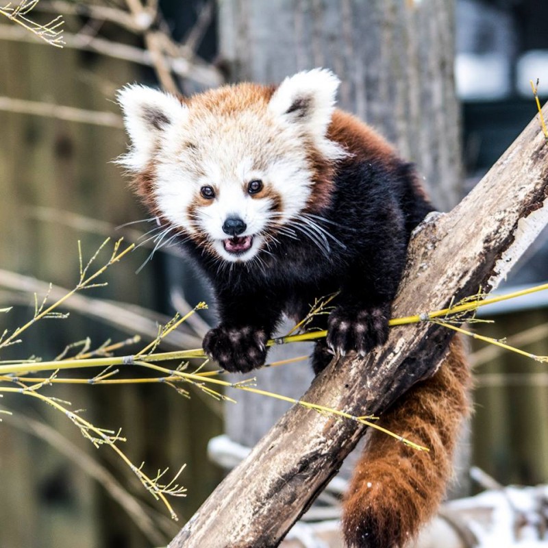 A VÖRÖS PANDÁK TÉLEN IS CUKIK