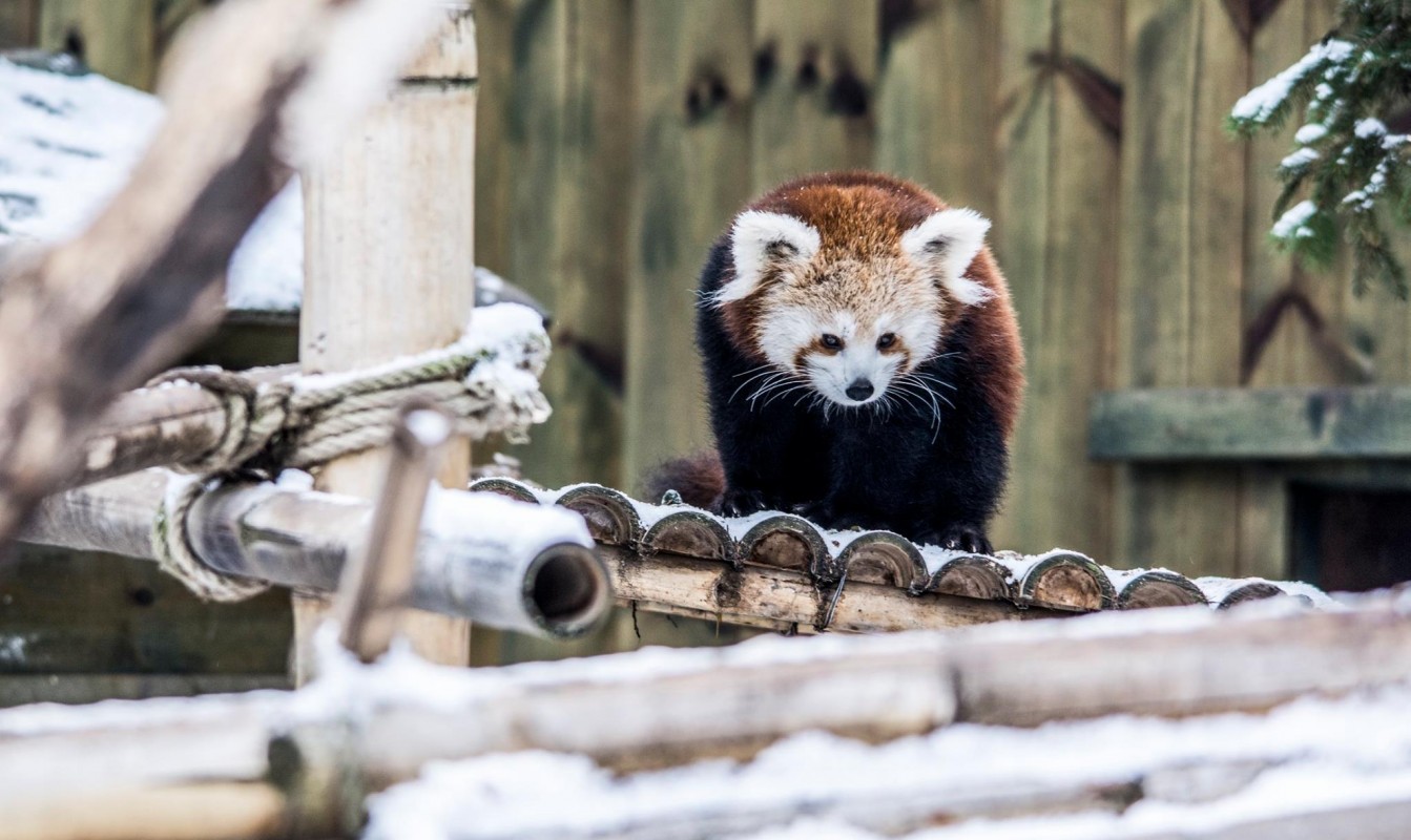 A VÖRÖS PANDÁK TÉLEN IS CUKIK
