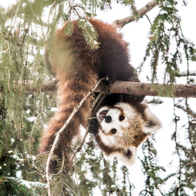 A VÖRÖS PANDÁK TÉLEN IS CUKIK