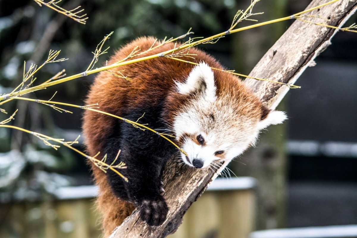 A VÖRÖS PANDÁK TÉLEN IS CUKIK