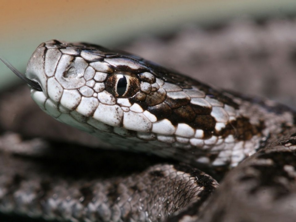RÁKOSIVIPERA-NAP SZEPTEMBER 9-ÉN AZ ÁLLATPARKBAN