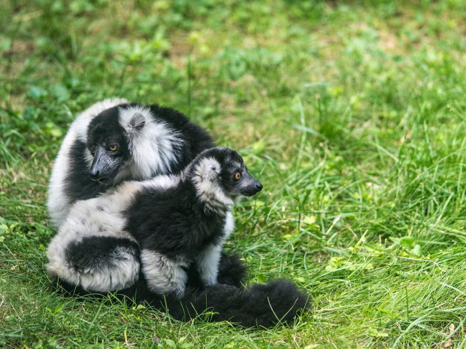 Imádja kifutóját az állatpark varibébije