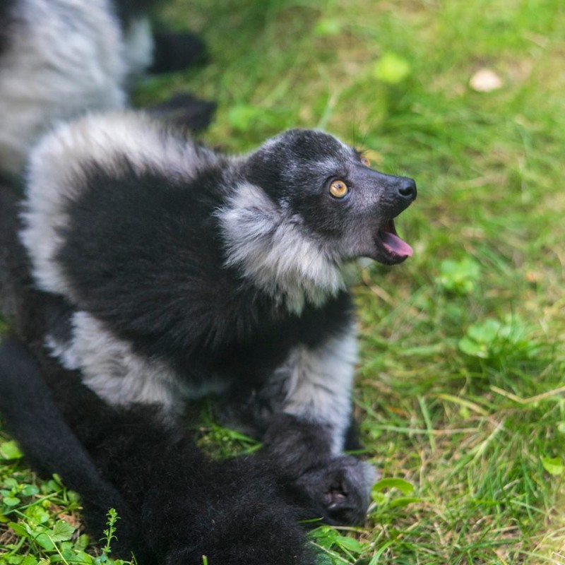 Imádja kifutóját az állatpark varibébije