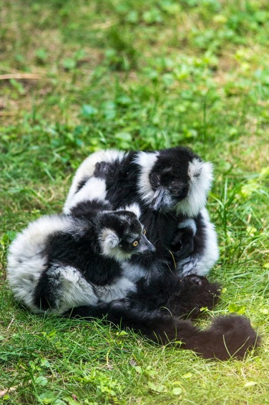 Imádja kifutóját az állatpark varibébije
