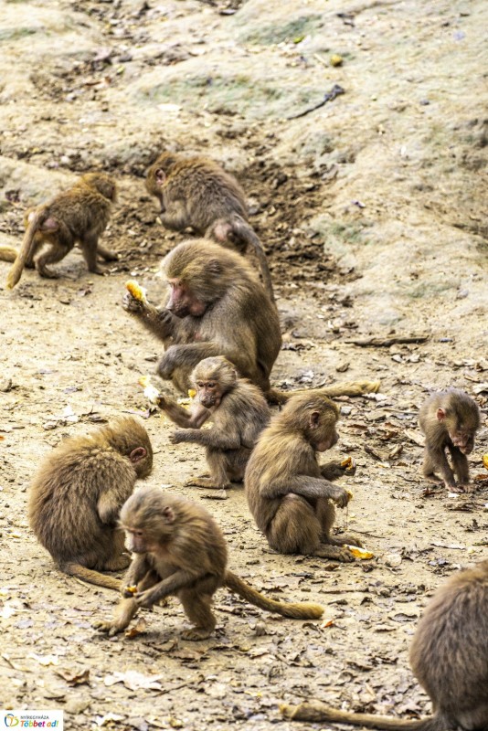 Őszi séta az Nyíregyházi Állatparkban - Ha igazán aranyos képeket nézegetne...