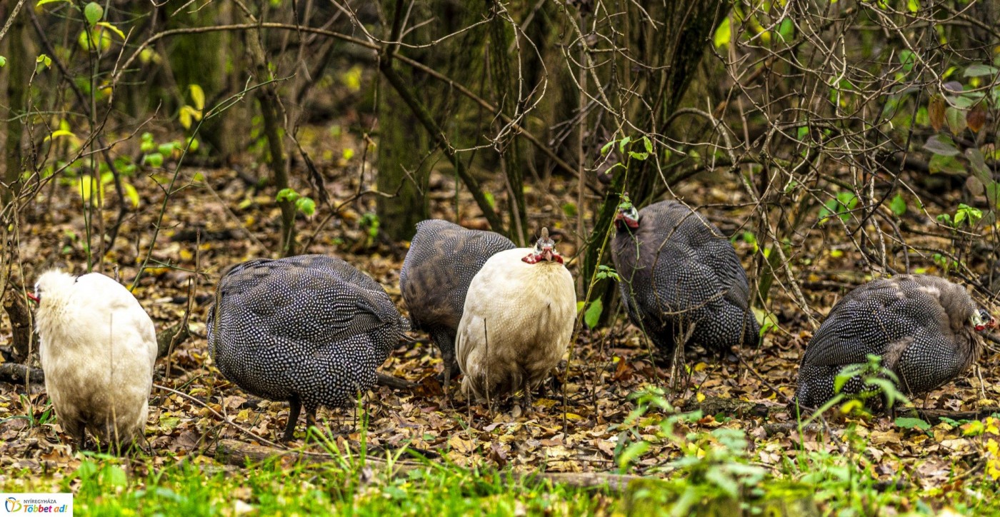 Őszi séta az Nyíregyházi Állatparkban - Ha igazán aranyos képeket nézegetne...