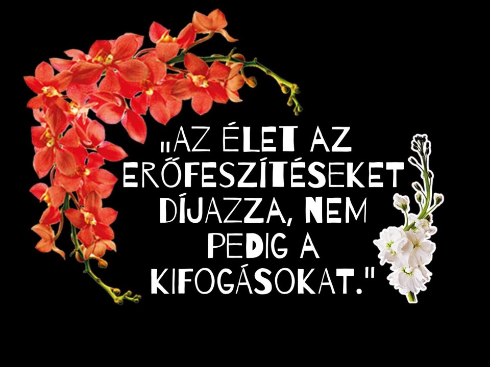 Napi idézet