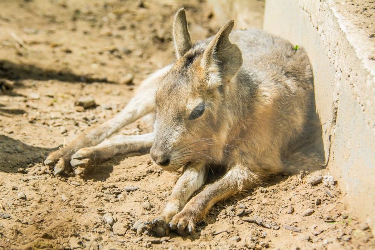 FÖLDÜNK MÁSODIK LEGNAGYOBB RÁGCSÁLÓJA, A NAGY MARA