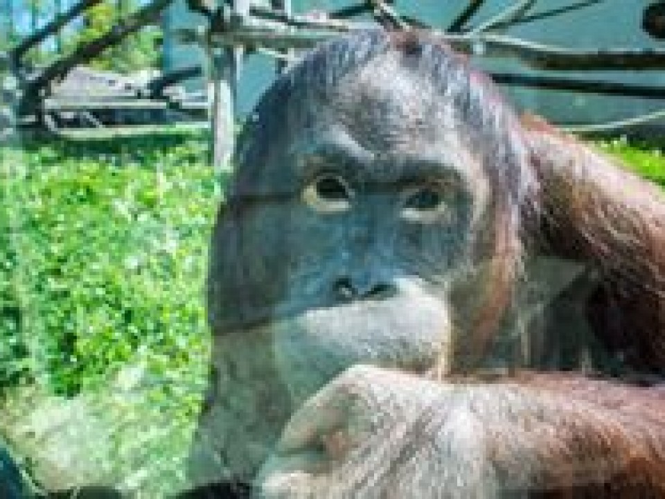 BORNEÓI ORANGUTÁN PARÁDÉ