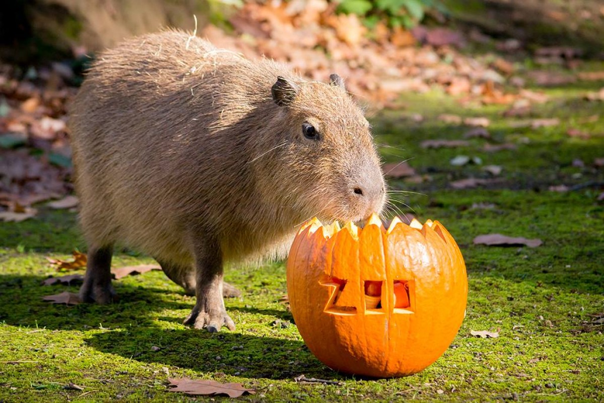 Halloween az állatparkba