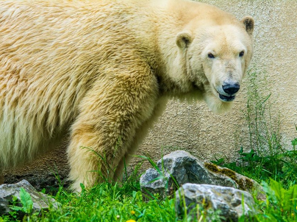 KEDVENCEINK, A SÓSTÓ ZOO JEGESMEDVÉI 
