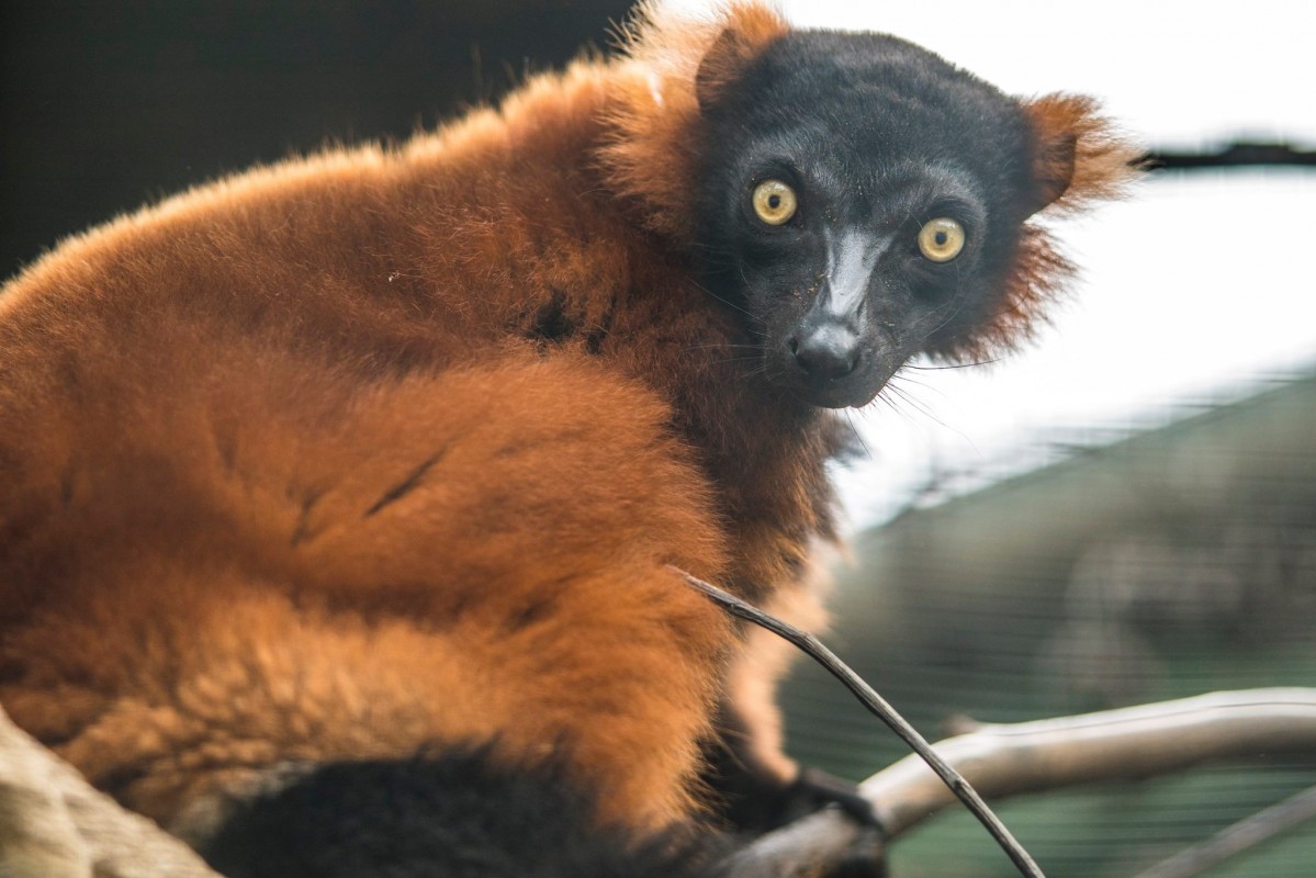 A legnagyobb termetű lemurfaj