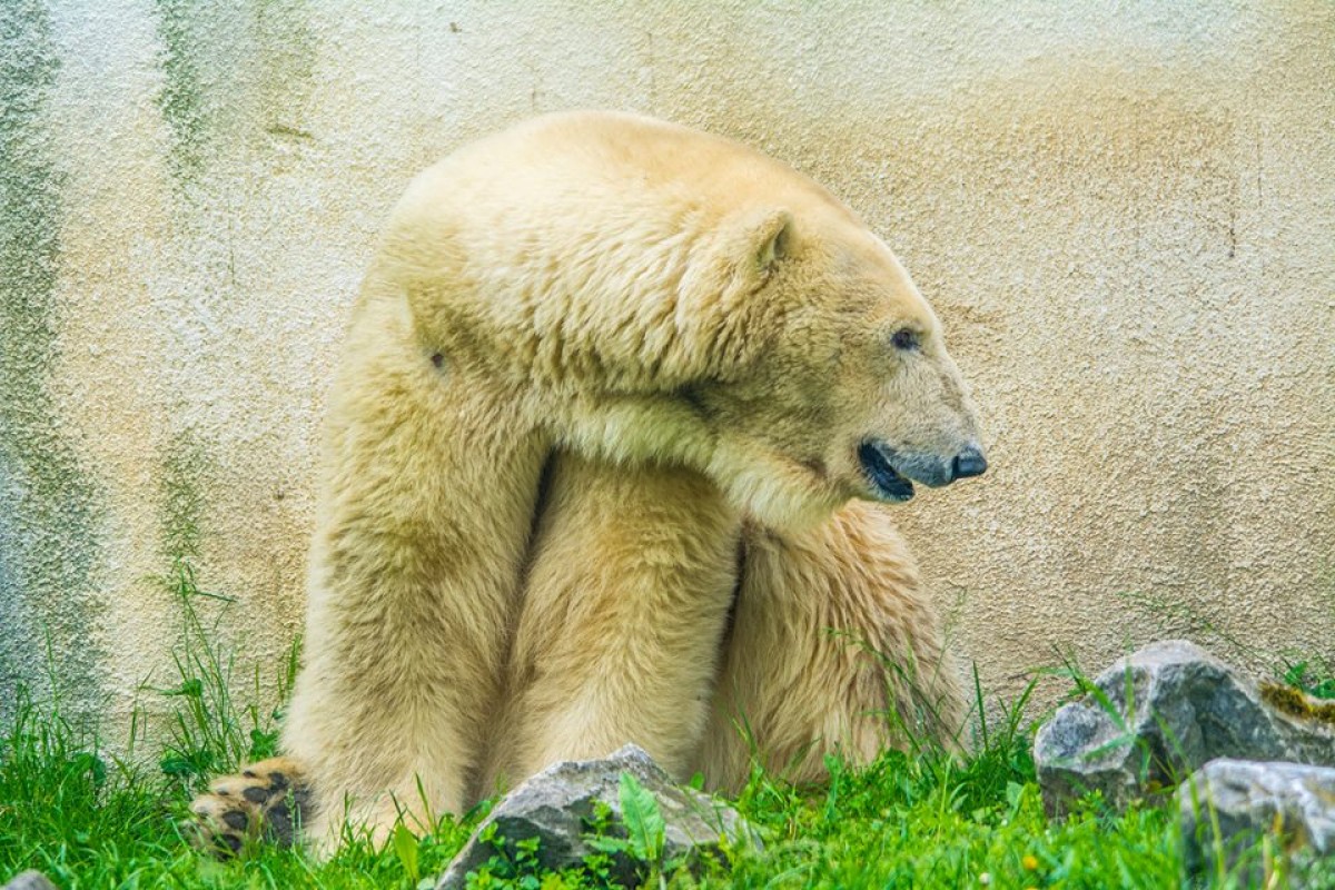 KEDVENCEINK, A SÓSTÓ ZOO JEGESMEDVÉI 