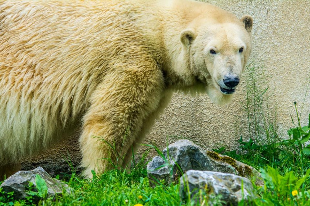 KEDVENCEINK, A SÓSTÓ ZOO JEGESMEDVÉI 