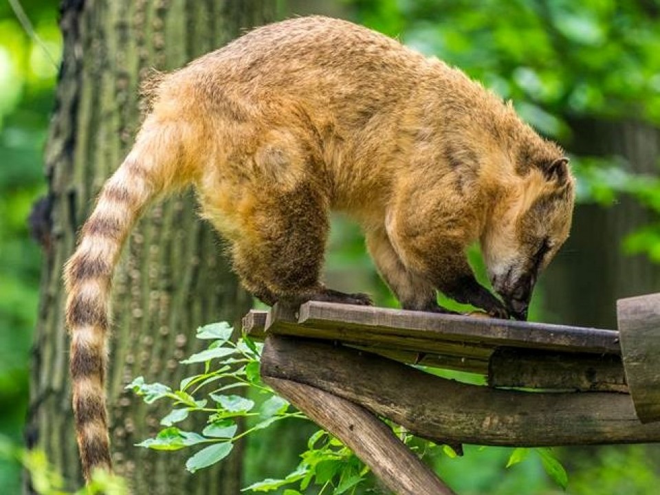 Imádnivaló a Nyíregyházi Állatpark ormányos medvéje