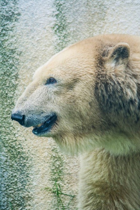 KEDVENCEINK, A SÓSTÓ ZOO JEGESMEDVÉI 
