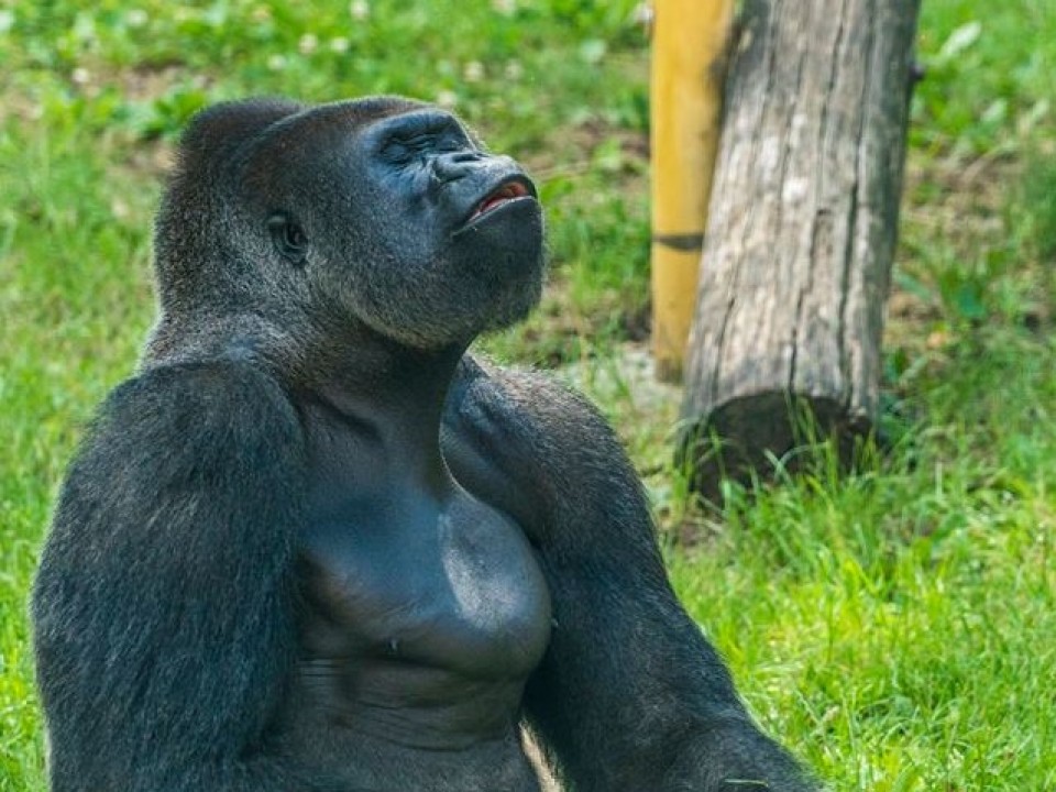 A Nyíregyházi Állatpark nyugati síkvidéki gorillája